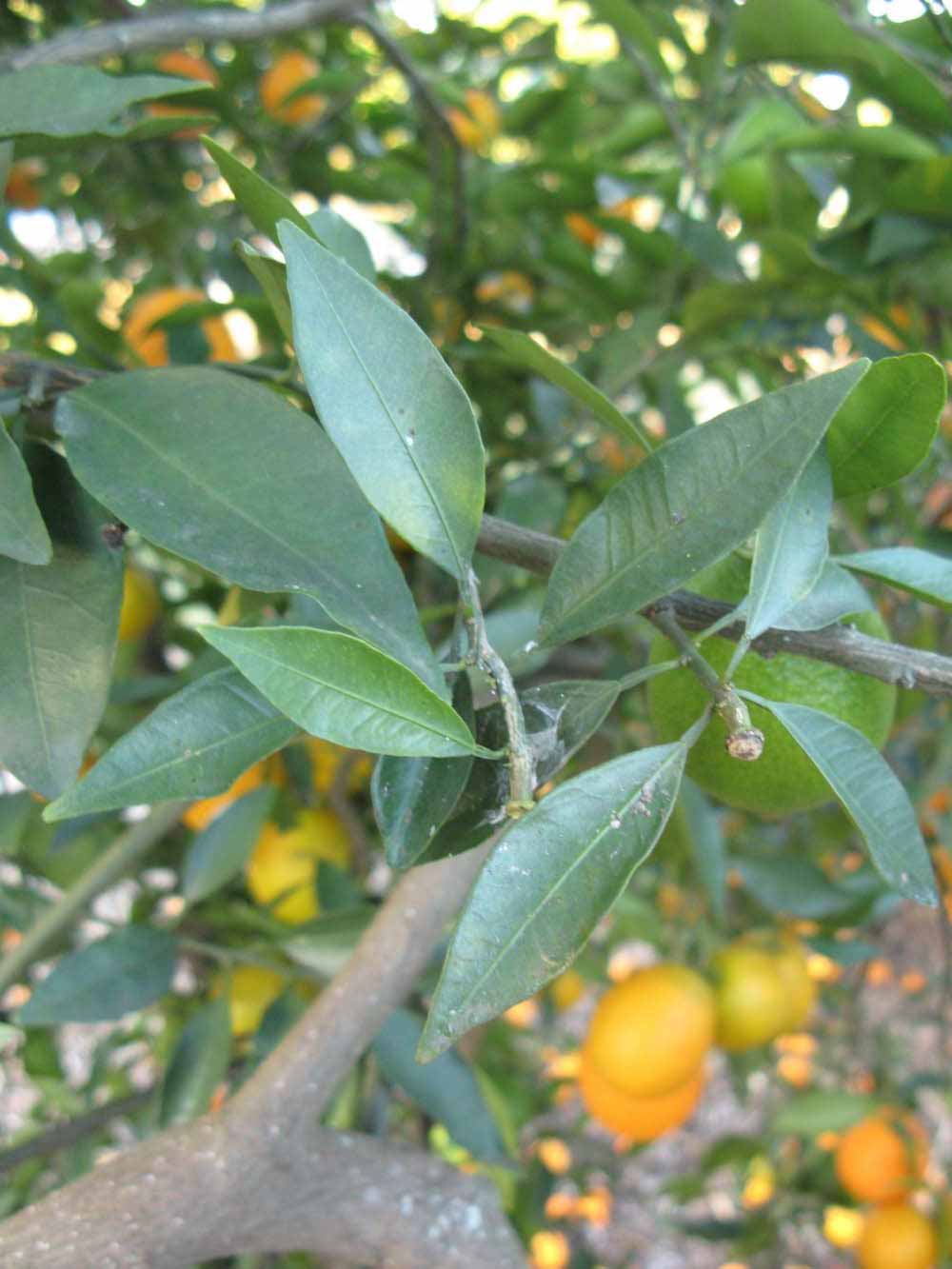            Shade leaves (Winter Haven, FL)   